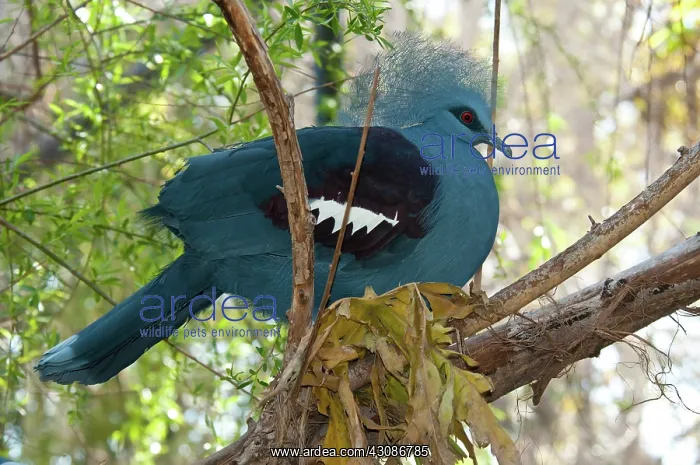 : Victoria Crowned Pigeon : Victoria Crowned Pigeon