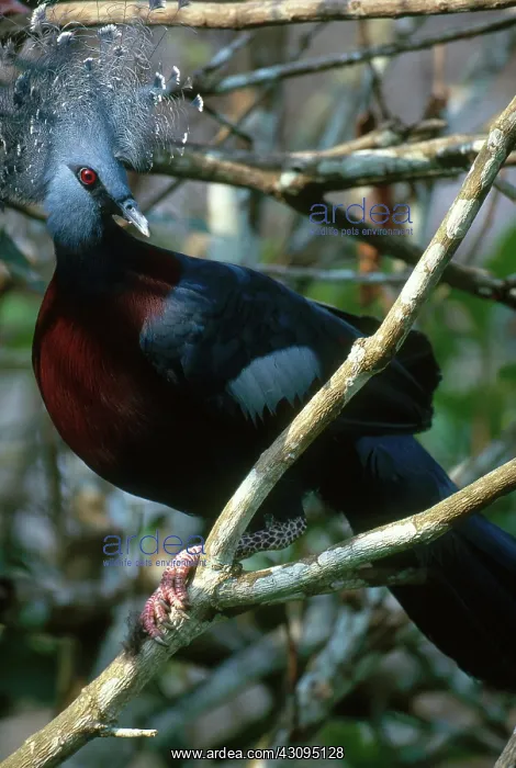 : Victoria Crowned Pigeon : Victoria Crowned Pigeon