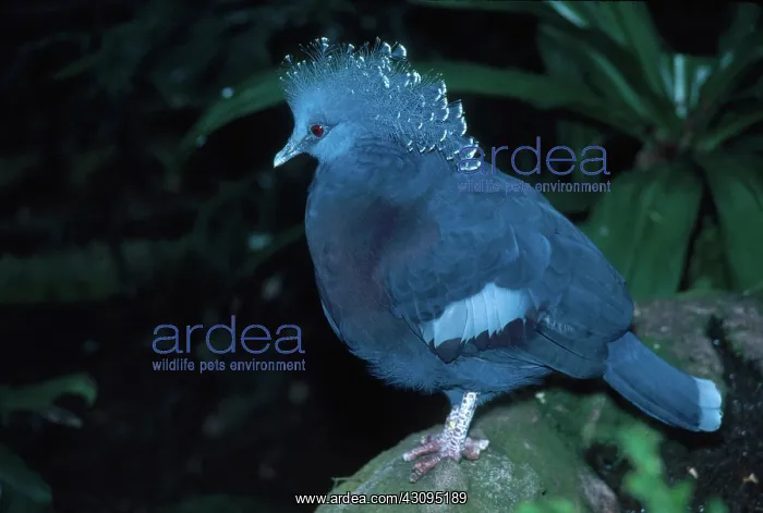 : Victoria Crowned Pigeon : Victoria Crowned Pigeon