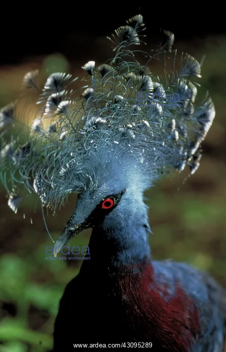 : Victoria crowned pigeon : Victoria crowned pigeon
