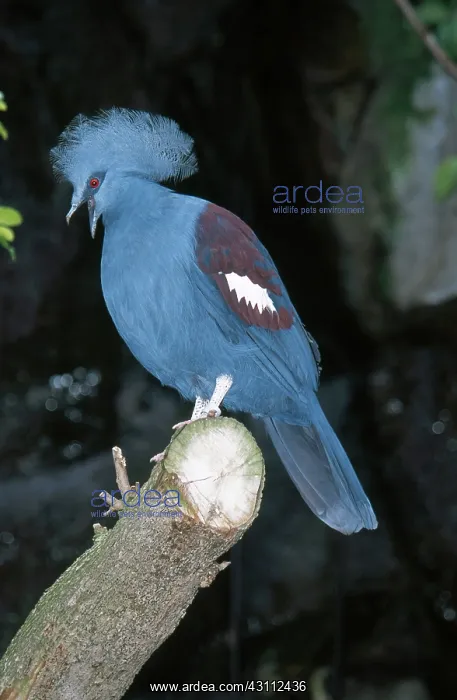 : Victoria Crowned Pigeon : Victoria Crowned Pigeon