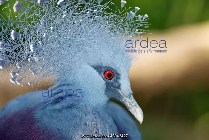  : Victoria Crowned Pigeon in captivity
