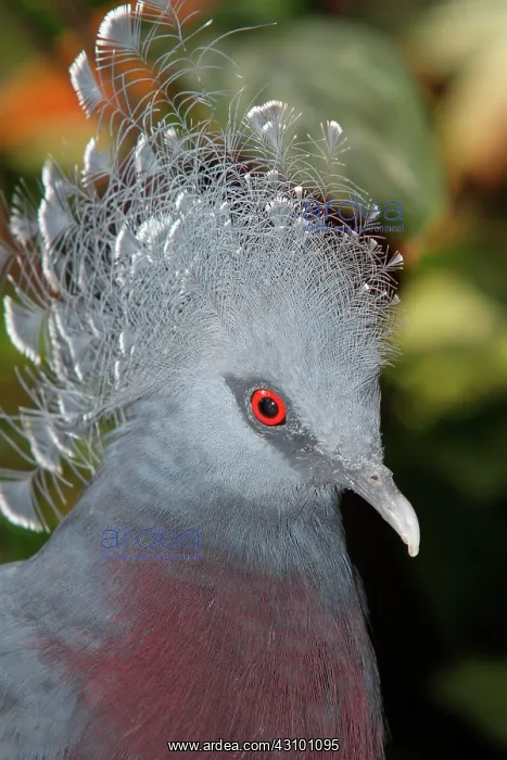: Victoria Crowned-Pigeon (Goura victoria) : Victoria Crowned-Pigeon (Goura victoria)