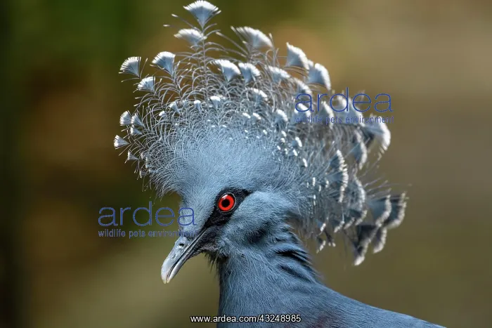 : Victoria crowned pigeon (Goura victoria), animal : Victoria crowned pigeon (Goura victoria), animal
