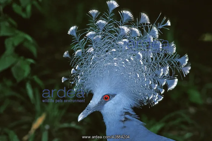 : Victoria Crowned-Pigeon / New Guinea Wood Pigeon : Victoria Crowned-Pigeon / New Guinea Wood Pigeon