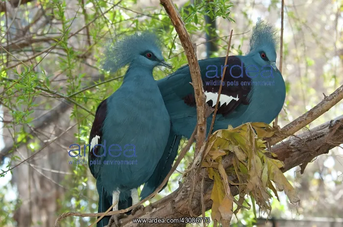  : Victoria Crowned Pigeons