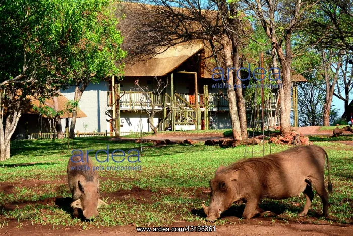 : The Victoria Falls safari lodge is the biggest one : The Victoria Falls safari lodge is the biggest one