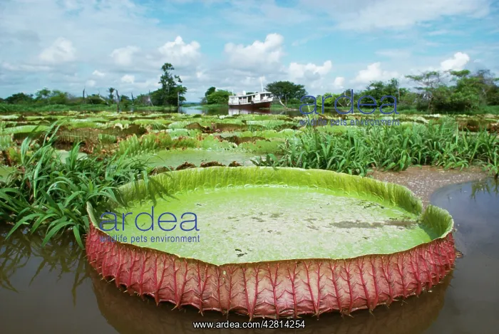 : Victoria / Giant / Amazon Waterlily : Victoria / Giant / Amazon Waterlily