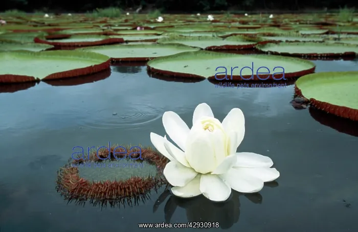 : Victoria / Giant / Amazon Waterlily : Victoria / Giant / Amazon Waterlily