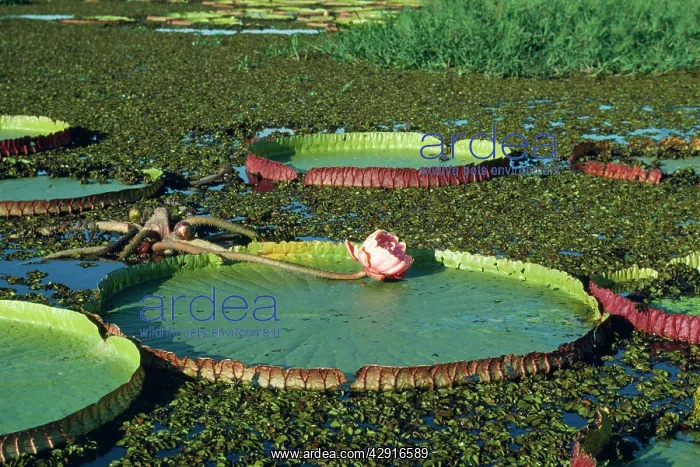 : Victoria / Giant / Amazon Waterlily - flowers are : Victoria / Giant / Amazon Waterlily - flowers are