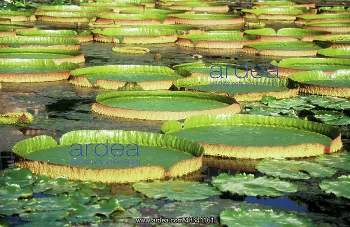 : Victoria / Giant / Amazon Waterlily & Santa Cruz : Victoria / Giant / Amazon Waterlily & Santa Cruz