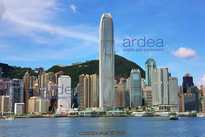 : Victoria Harbour and Skyline, Hong Kong, China : Victoria Harbour and Skyline, Hong Kong, China