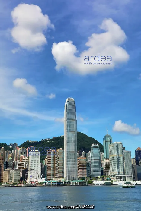 : Victoria Harbour and Skyline, Hong Kong, China : Victoria Harbour and Skyline, Hong Kong, China