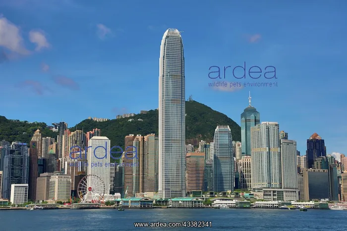 : Victoria Harbour and Skyline, Hong Kong, China : Victoria Harbour and Skyline, Hong Kong, China