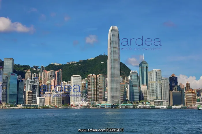 : Victoria Harbour and Skyline, Hong Kong, China : Victoria Harbour and Skyline, Hong Kong, China