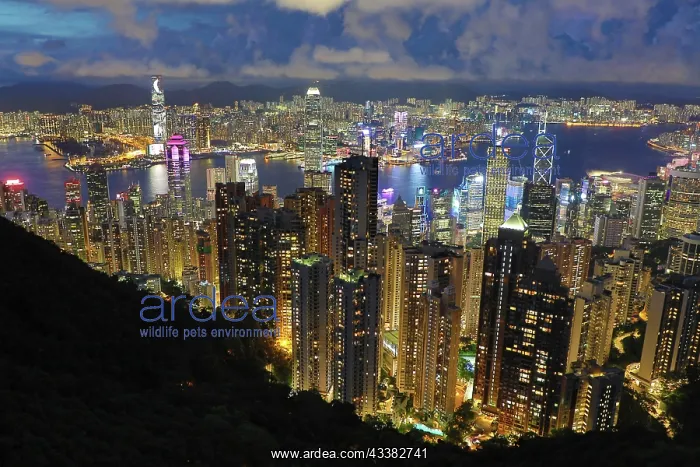 : Victoria Harbour and Skyline from Victoria Peak at night, Ho : Victoria Harbour and Skyline from Victoria Peak at night, Ho
