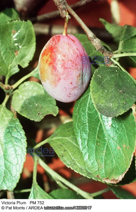  : VICTORIA PLUM