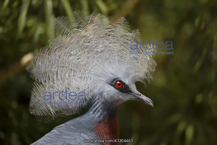 : Victorias Crowned Pigeon Goura victoria Juong Bird : Victorias Crowned Pigeon Goura victoria Juong Bird