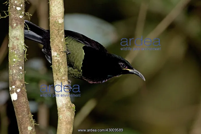 : Victoria's Riflebird : Victoria's Riflebird