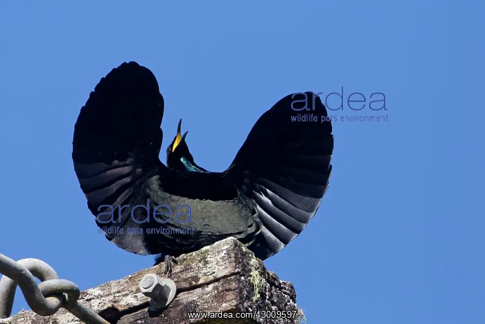 : Victoria's Riflebird : Victoria's Riflebird