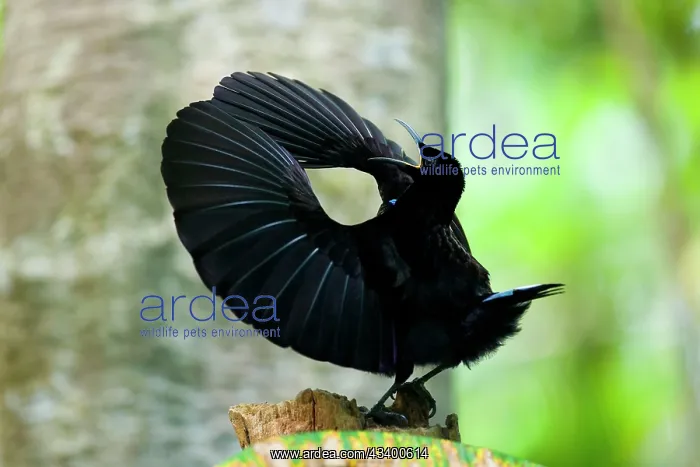 : Victoria's Riflebird a Bird of Paradise - adult : Victoria's Riflebird a Bird of Paradise - adult