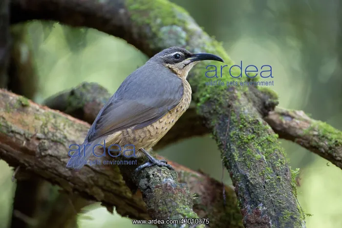 : Victoria's Riflebird / Duwuduwu : Victoria's Riflebird / Duwuduwu