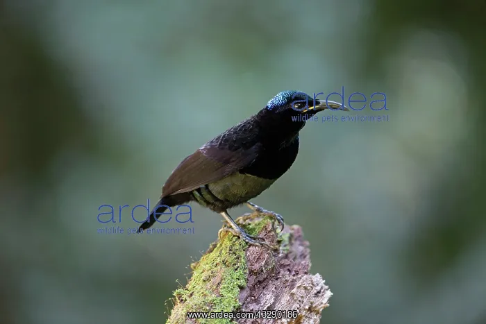 : Victoria's Riflebird - male perched on a log in rainforest : Victoria's Riflebird - male perched on a log in rainforest