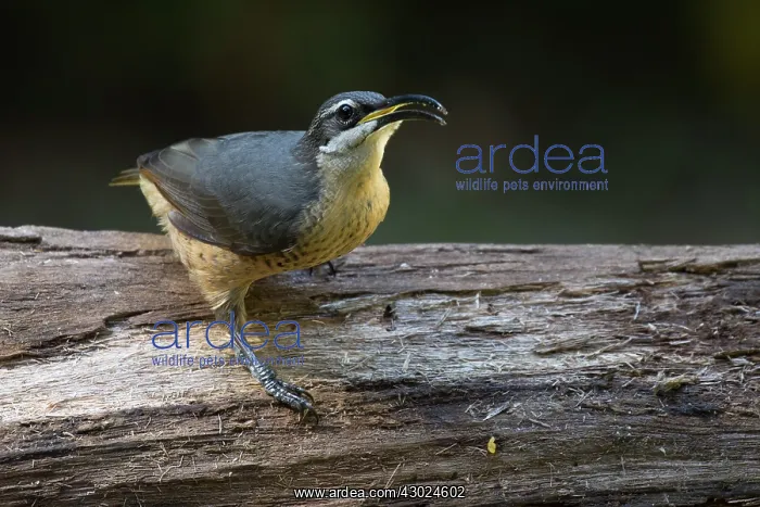: Victoria's Riflebird perched on a log tropical rainfor : Victoria's Riflebird perched on a log tropical rainfor