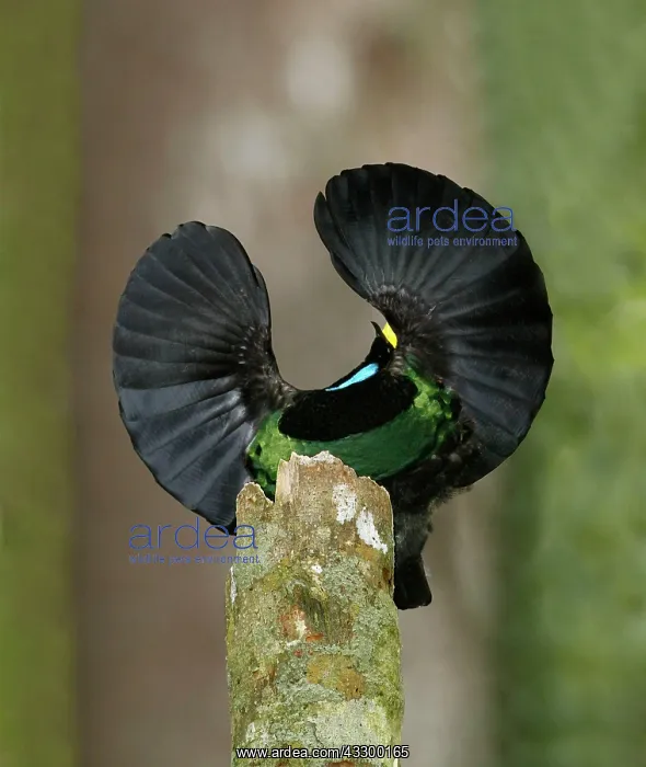 : Victorias Riflebird (Ptiloris victoriae) adult