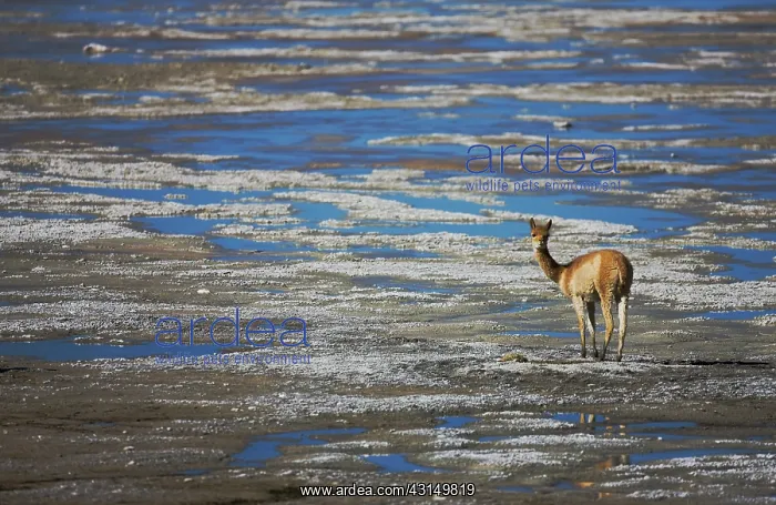 : Vicu a. VicuIa (Vicugna vicugna) grazing at a salt lake : Vicu a. VicuIa (Vicugna vicugna) grazing at a salt lake