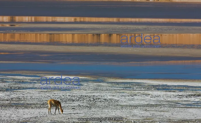 : Vicu a. VicuIa (Vicugna vicugna) grazing at a salt lake : Vicu a. VicuIa (Vicugna vicugna) grazing at a salt lake