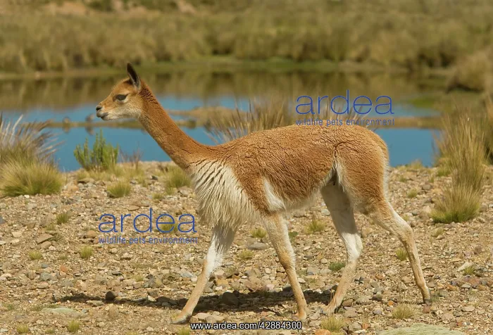 : Vicuna. Pampa Galeras National Reserve - Peru : Vicuna. Pampa Galeras National Reserve - Peru