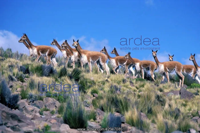 : Vicuna (Vicugna vicugna). High Andes of southern Peru : Vicuna (Vicugna vicugna). High Andes of southern Peru