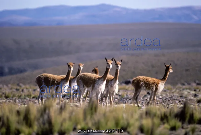 : Vicuna (Vicugna vicugna). High Andes of southern Peru : Vicuna (Vicugna vicugna). High Andes of southern Peru
