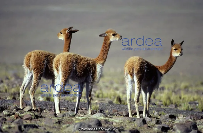  : Vicuna (Vicugna vicugna). High Andes of southern Peru