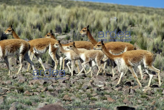 : Vicuna (Vicugna vicugna). High Andes of southern Peru, Bolivia, northern Chile : Vicuna (Vicugna vicugna). High Andes of southern Peru, Bolivia, northern Chile