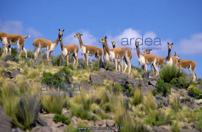  : Vicuna (Vicugna vicugna). High Andes of southern Peru