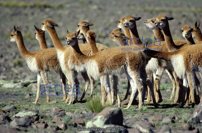 : Vicuna (Vicugna vicugna). High Andes of southern Peru : Vicuna (Vicugna vicugna). High Andes of southern Peru