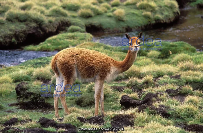 : Vicuna (Vicugna vicugna). Photographed at 4000 m elevation in Lauca National Park, Chile : Vicuna (Vicugna vicugna). Photographed at 4000 m elevation in Lauca National Park, Chile