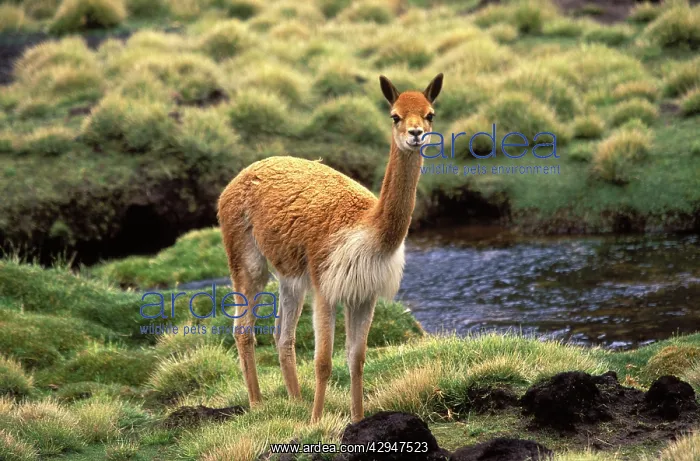 : Vicuna (Vicugna vicugna). Photographed at 4000 m elevation in Lauca National Park, Chile : Vicuna (Vicugna vicugna). Photographed at 4000 m elevation in Lauca National Park, Chile