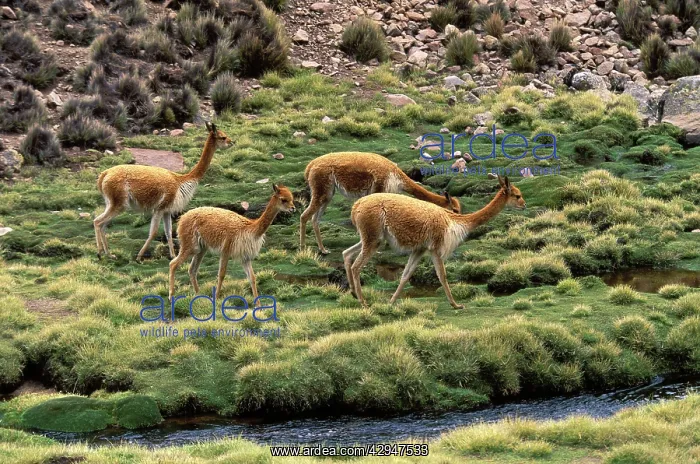  : Vicuna (Vicugna vicugna). Photographed at 4000 m elevation in Lauca National Park, Chile