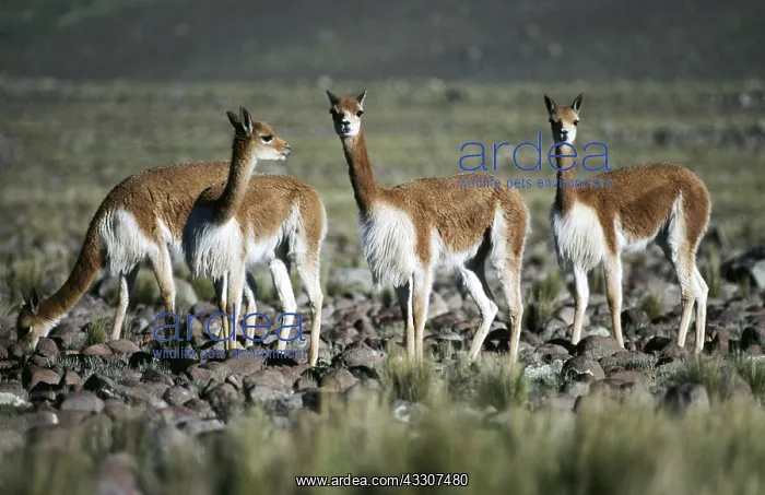 : VICUNA : VICUNA