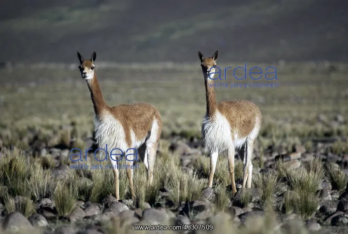 : VICUNA : VICUNA