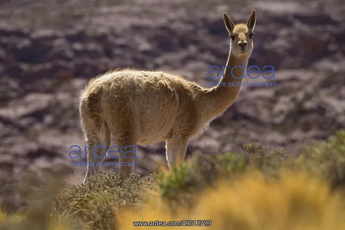 : Vicuna - Atacama - Chile Vicu na - Atacama - Chile : Vicuna - Atacama - Chile Vicu na - Atacama - Chile