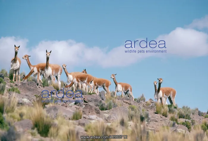  : Vicuna - Group together