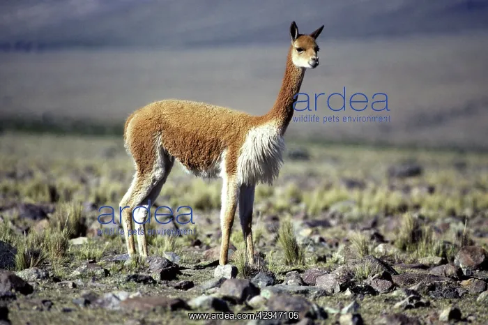 : Vicuna - High Andes of southern Peru and Bolivia : Vicuna - High Andes of southern Peru and Bolivia