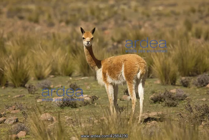 : Vicuna - Pampa Galeras National Reserve : Vicuna - Pampa Galeras National Reserve