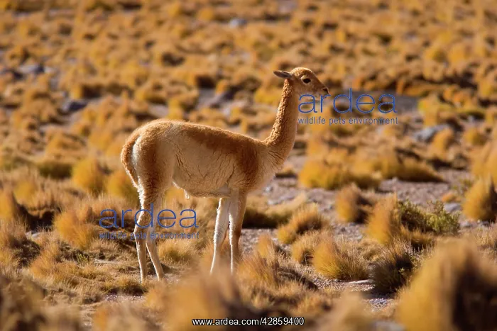 : Vicuna / Vicugna - adult looking about in grassy desert : Vicuna / Vicugna - adult looking about in grassy desert