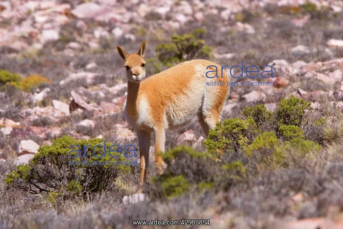 : Vicuna / Vicugna - adult standing in the pampa : Vicuna / Vicugna - adult standing in the pampa