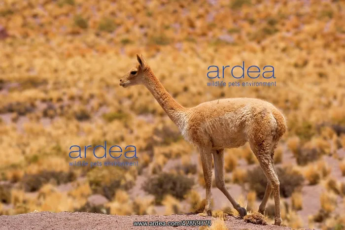 : Vicuna / Vicugna - adult strolling through grassy desert : Vicuna / Vicugna - adult strolling through grassy desert